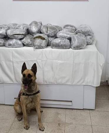 Bingöl’de 49 Kilo Esrar Bulundu
