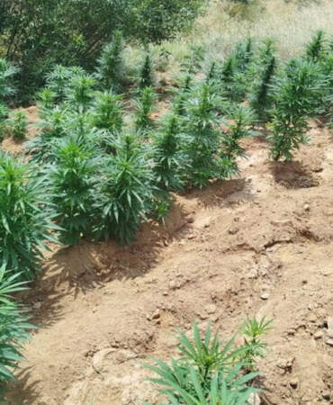 Bingöl’de Zehir Tacirlerine Operasyon: 2 Bin 365 Kök Kenevir Ele Geçirildi