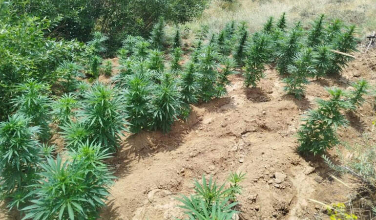 Bingöl’de Zehir Tacirlerine Operasyon: 2 Bin 365 Kök Kenevir Ele Geçirildi