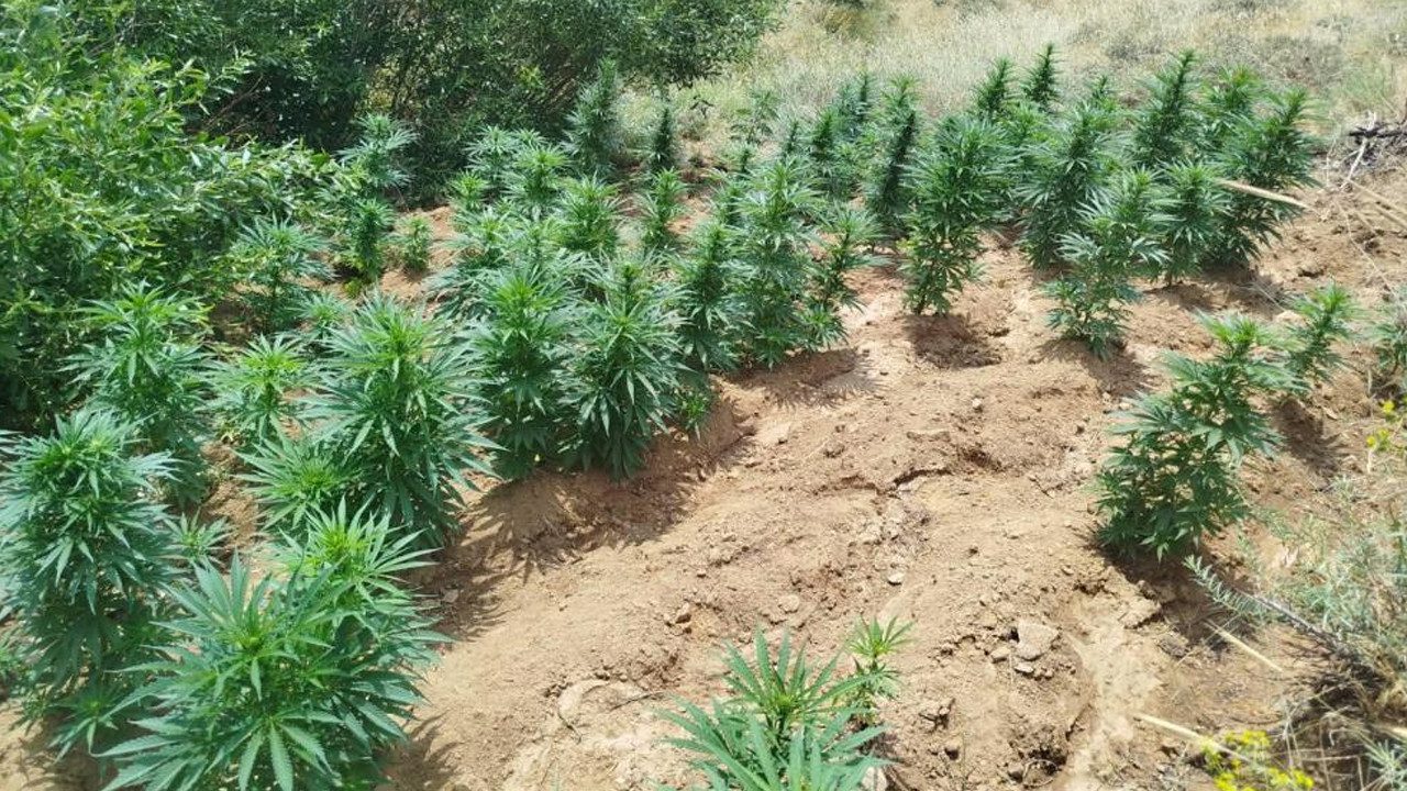 Bingöl’de Zehir Tacirlerine Operasyon: 2 Bin 365 Kök Kenevir Ele Geçirildi