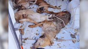 Bir Katliam Haberi de Dikili’den! Sıcak ve Havasız Araçta Tutulan Köpekler Öldü