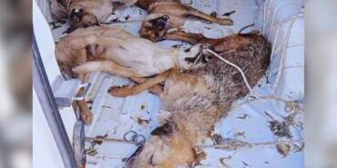 Bir Katliam Haberi de Dikili’den! Sıcak ve Havasız Araçta Tutulan Köpekler Öldü