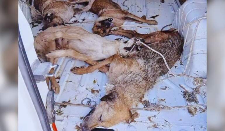 Bir Katliam Haberi de Dikili’den! Sıcak ve Havasız Araçta Tutulan Köpekler Öldü