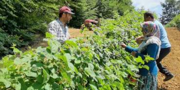 Bu Meyve Yetiştireni Zengin Ediyor: 81 İlde Ürün Veriyor, Yaz Kış Hasat Ediliyor! Talepler Patladı