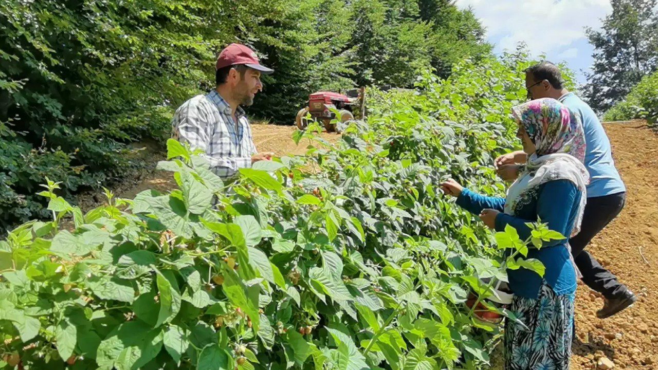 Bu Meyve Yetiştireni Zengin Ediyor: 81 İlde Ürün Veriyor, Yaz Kış Hasat Ediliyor! Talepler Patladı