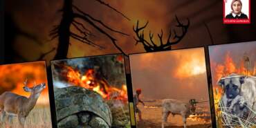 ‘Can Kaybı Yok’ Denilen Yerde Sessiz Çığlıklar Var! Ormanlar Yanıyor, Hayvanlar Ölüyor