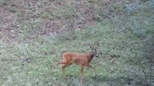 Çankırı’da Yaban Hayatı Fotokapanda