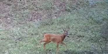 Çankırı’da Yaban Hayatı Fotokapanda