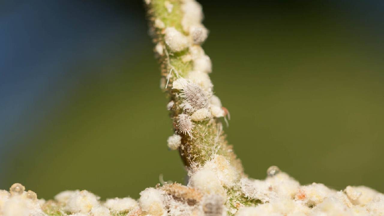 Çiftçiler Diken Üstünde: Beyaz Altında Kırmızı Alarm Verildi! Dokunduğu Bitkiyi Öldürüyor