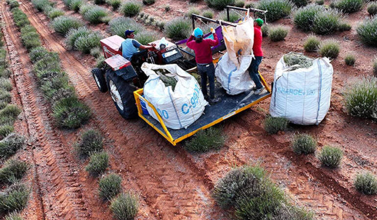 Çorak Arazide Hasat: Hiçbir Şey Yetişmiyordu, Şimdi Litre Litre Kazandırıyor! Şişesi 2.500 TL’den Satılıyor