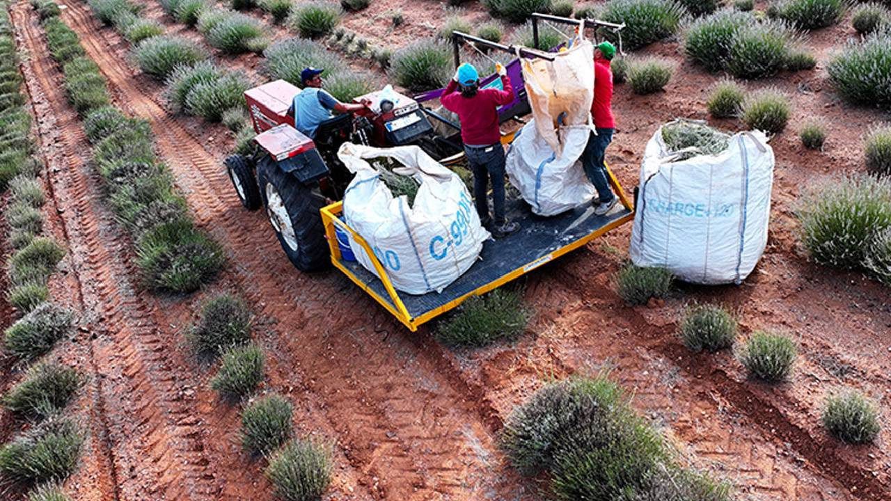 Çorak Arazide Hasat: Hiçbir Şey Yetişmiyordu, Şimdi Litre Litre Kazandırıyor! Şişesi 2.500 TL’den Satılıyor