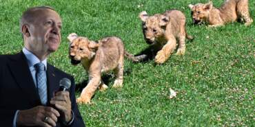 Cumhurbaşkanı Erdoğan’ın Yavru Aslanlarına İsim Aranıyor