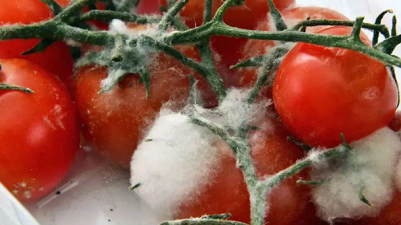 Çürümüş Domates Bile İşe Yarıyor! İşte Evde Değerlendirmenin Yolları