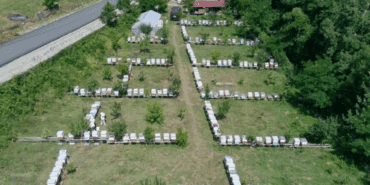 Değeri Altınla Yarışıyor Doğada Büyük Zorluklarla Hasat Ediliyor! Talepler Patladı, Üreticisi Zor Yetişiyor