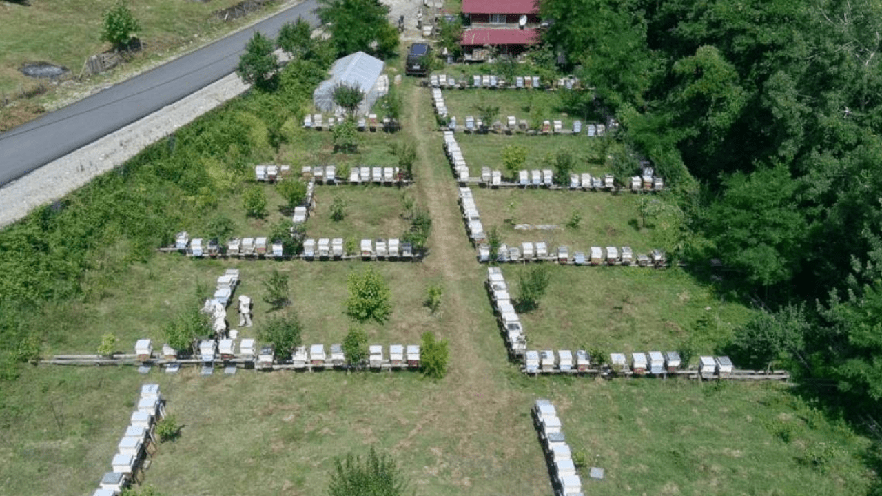 Değeri Altınla Yarışıyor Doğada Büyük Zorluklarla Hasat Ediliyor! Talepler Patladı, Üreticisi Zor Yetişiyor