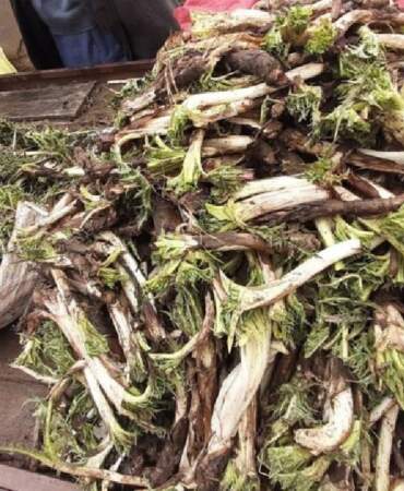 Doğal Eczane Diye Biliniyor, Dikeni Bile Yeniyor: Kendiliğinden Yetişiyor, 150 Liradan Satılıyor