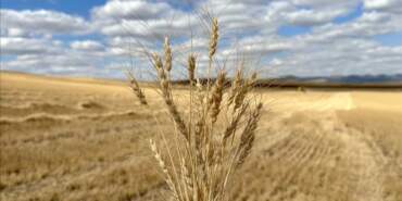 Doğru Tohum Tercihi Kuraklıkta Verim Kaybını Azaltıyor