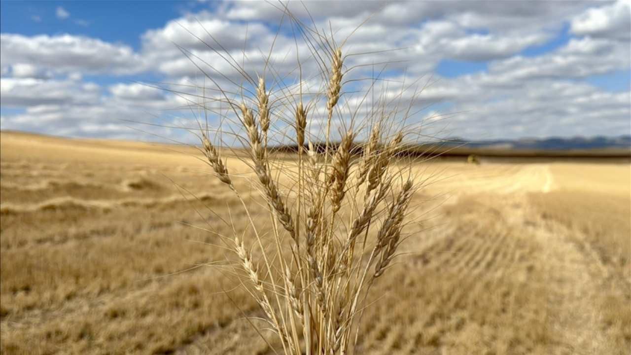 Doğru Tohum Tercihi Kuraklıkta Verim Kaybını Azaltıyor