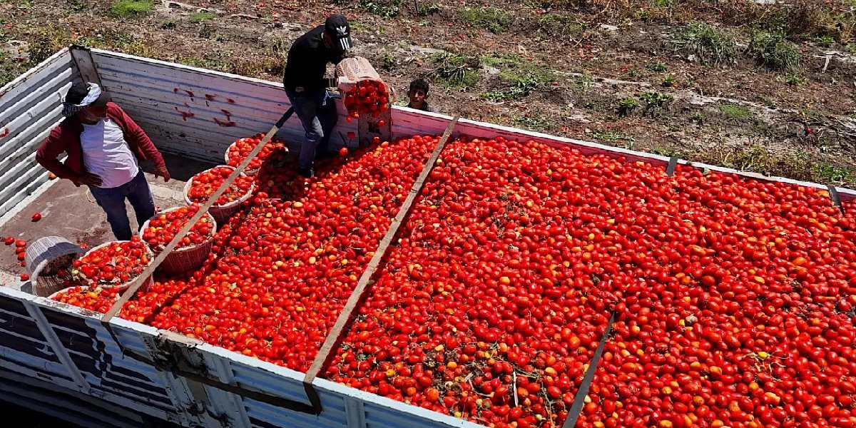 domates-uretim.jpg