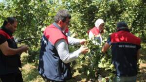 Düzce’de Fındık Rekolte Tespiti Sürüyor