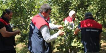 Düzce’de Fındık Rekolte Tespiti Sürüyor
