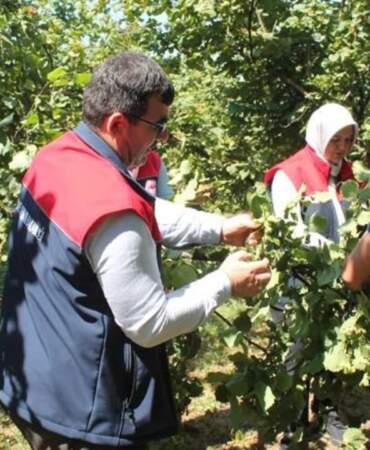 Düzce’de Fındık Rekolte Tespiti Sürüyor