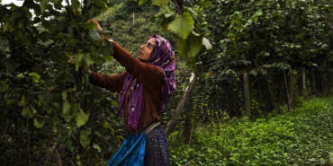 Fındıkta Kriz Derinleşiyor: Düşük Alım Fiyatı Üreticiyi Vurdu