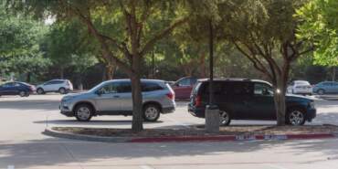 Gölge Diye Aracınızı Sakın Bu Ağaçların Altına Park Etmeyin! Yüz Binlerce Lira Zarara Uğrayabilirsiniz