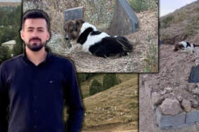 Gözlerinde Hüzün, Patilerinde Toprak… Ölen Sahibinin Mezarı Başından 10 Gündür Ayrılmadı