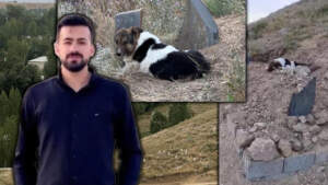 Gözlerinde Hüzün, Patilerinde Toprak… Ölen Sahibinin Mezarı Başından 10 Gündür Ayrılmadı