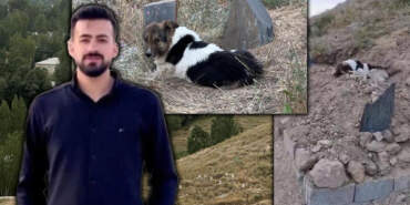 Gözlerinde Hüzün, Patilerinde Toprak… Ölen Sahibinin Mezarı Başından 10 Gündür Ayrılmadı