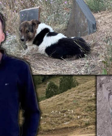 Gözlerinde Hüzün, Patilerinde Toprak… Ölen Sahibinin Mezarı Başından 10 Gündür Ayrılmadı