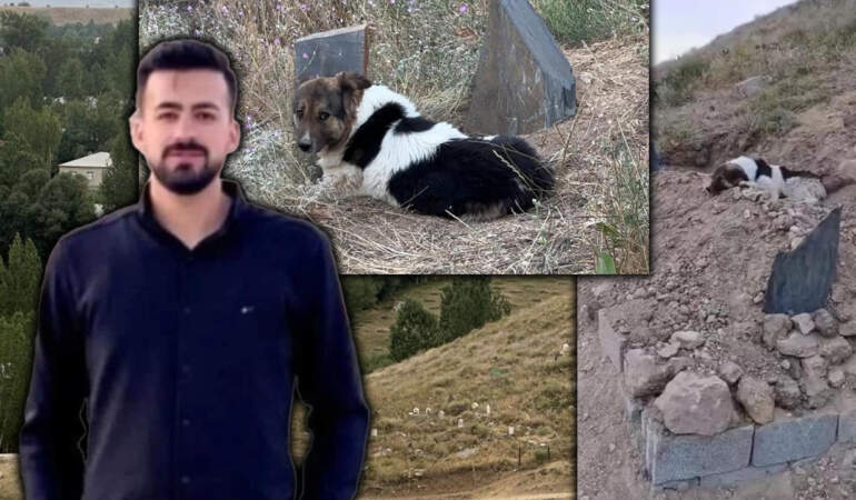 Gözlerinde Hüzün, Patilerinde Toprak… Ölen Sahibinin Mezarı Başından 10 Gündür Ayrılmadı