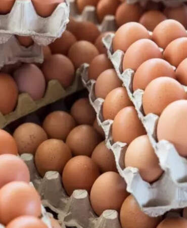 FETÖ Soruşturmasında Yeni Adres! HAKMAR ve BAKTAT’tan Sonra Ünlü Yumurta Devine de Kayyım Atandı