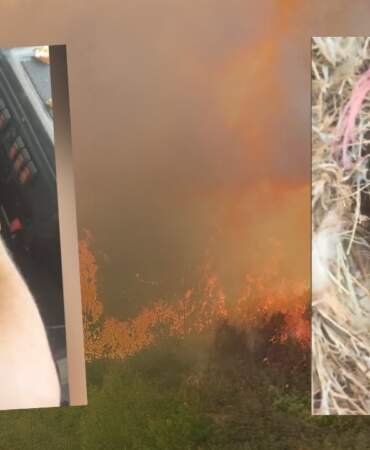 Hatay’da Alevlerin Ortasında Kalp Isıtan Vefa! Kuş Yuvasındaki Feryadı Görmezden Gelmediler