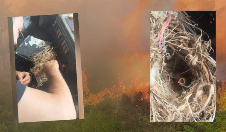 Hatay’da Alevlerin Ortasında Kalp Isıtan Vefa! Kuş Yuvasındaki Feryadı Görmezden Gelmediler