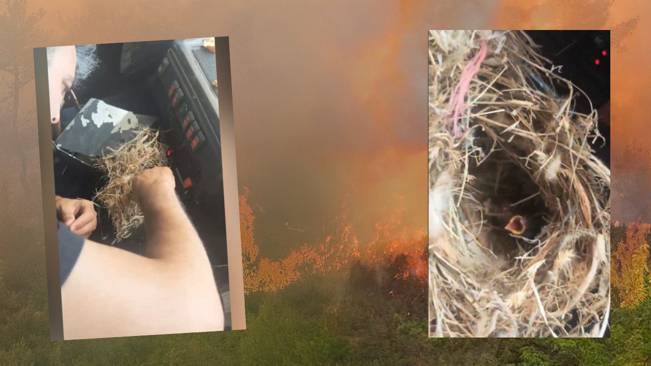 Hatay’da Alevlerin Ortasında Kalp Isıtan Vefa! Kuş Yuvasındaki Feryadı Görmezden Gelmediler