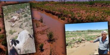 Hatay’da Yangından Sonra Bir Felaket Daha Alarm Verdi! 15 Dakikada 40’ı Birden Öldü… Sebebi Ne Duman Ne de Alev