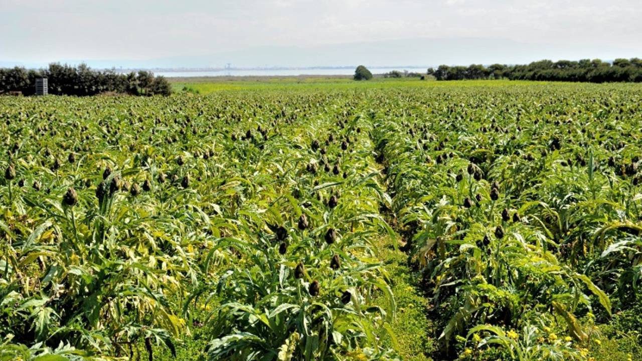 Herkes Olmaz Dedi, O Kimseyi Dinlemedi: Rekor Hasatta Rekor Kazanç Elde Etti! Şimdi Parmakla Gösteriliyor
