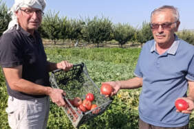 Hibrit Domateslerin Tahtını Aldı