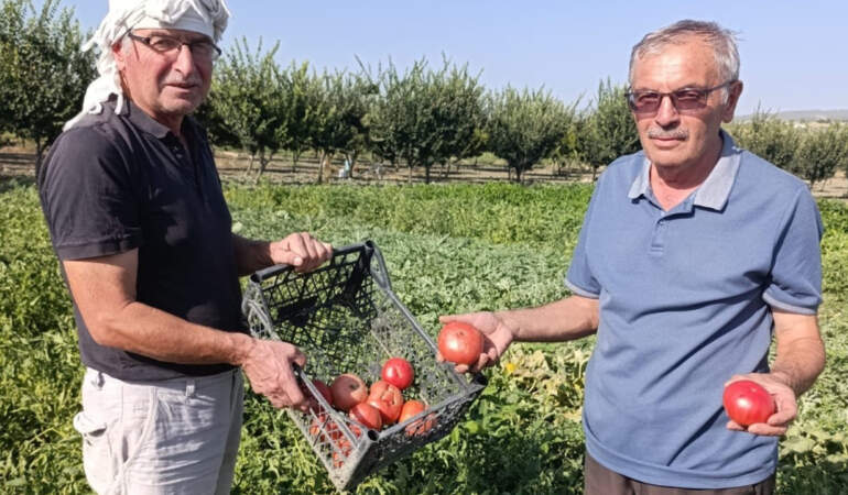 Hibrit Domateslerin Tahtını Aldı