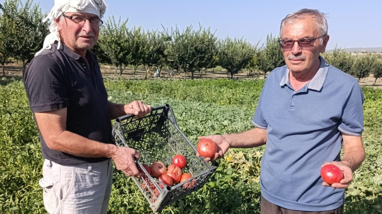 Hibrit Domateslerin Tahtını Aldı