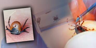 İl İl Gezen Kabusun Bilinmeyeni! Ölüme Davetiye Çıkaran 3 Sebep Ortaya Çıktı