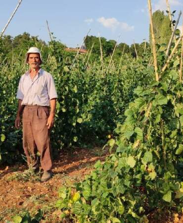 İlk Kez Bu Kadar Erken Hasat Edildi: Sadece Güvercin Gübresiyle Yetişti, Şimdi Siparişe Yetişilmiyor