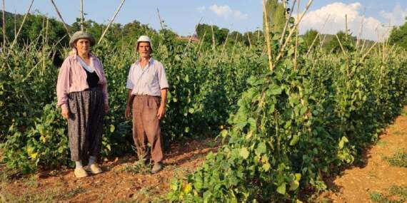 İlk Kez Bu Kadar Erken Hasat Edildi: Sadece Güvercin Gübresiyle Yetişti, Şimdi Siparişe Yetişilmiyor
