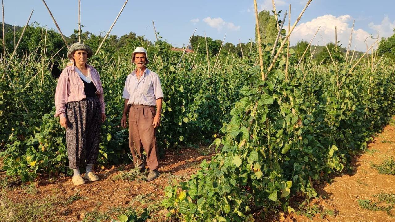 İlk Kez Bu Kadar Erken Hasat Edildi: Sadece Güvercin Gübresiyle Yetişti, Şimdi Siparişe Yetişilmiyor
