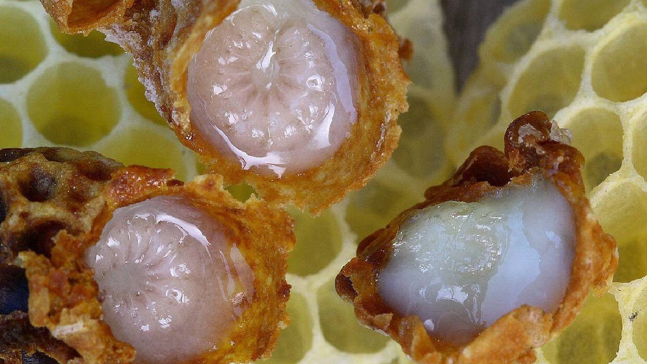 Kaşık Kaşık Toplanıyor, Kilosu 45 Bin TL’ye Satılıyor: Kısırlığı Bitiriyor, Ömrü Uzatıyor