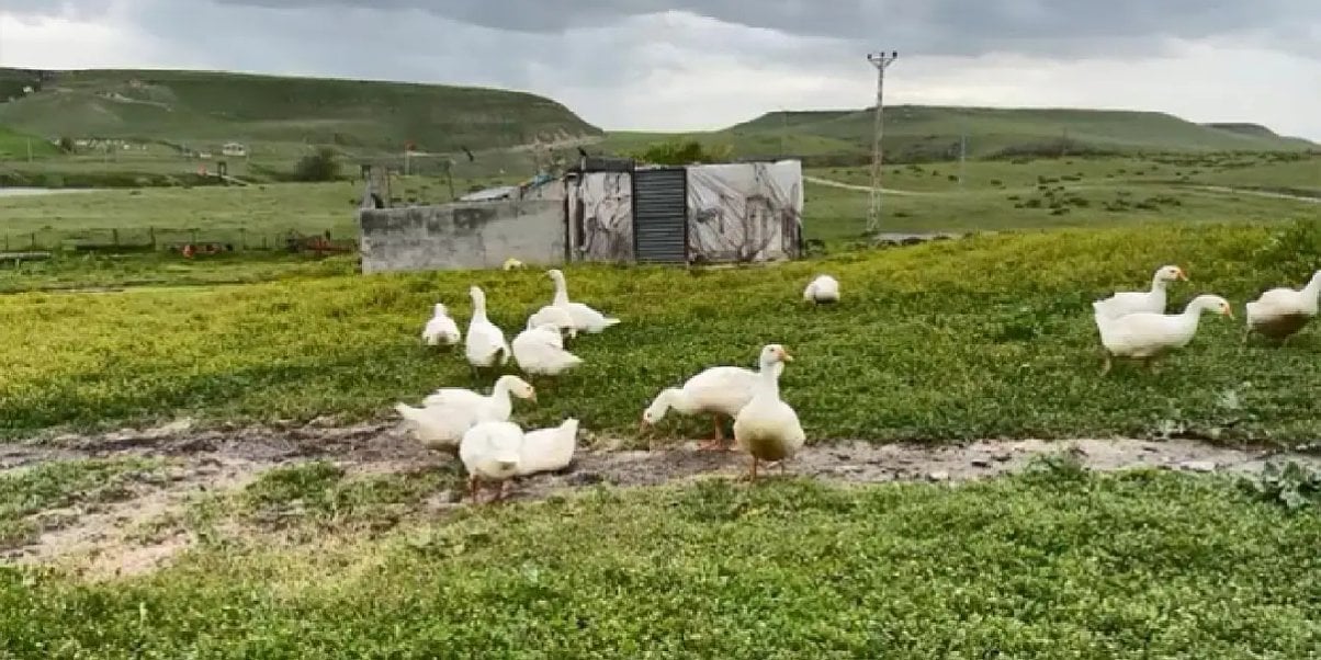 kaz-necmiye-bicer.jpg