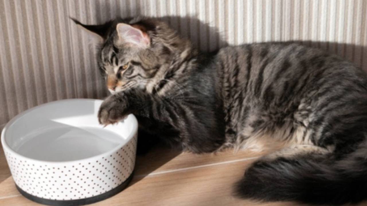 Kediler Su İçmeden Önce Neden Patilerini Suya Sokar? Sebebini Öğrenince Şaşıracaksınız