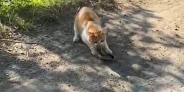 Kedinin Yılanı Avladığı Anlar Kamerada